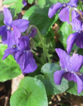 Fotografia 9 da espécie Viola odorata no Jardim Botânico UTAD