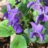 Fotografia 9 da espécie Viola odorata do Jardim Botânico UTAD