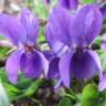 Fotografia 10 da espécie Viola odorata do Jardim Botânico UTAD