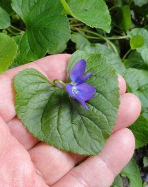 Fotografia 11 da espécie Viola odorata no Jardim Botânico UTAD