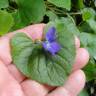 Fotografia 11 da espécie Viola odorata do Jardim Botânico UTAD