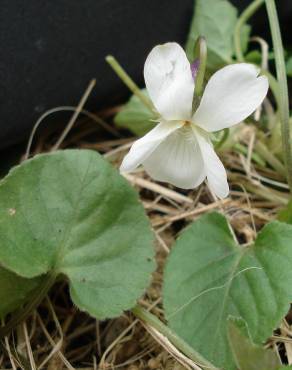 Fotografia 12 da espécie Viola odorata no Jardim Botânico UTAD