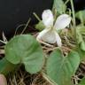 Fotografia 12 da espécie Viola odorata do Jardim Botânico UTAD