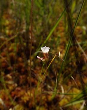 Fotografia 6 da espécie Pinguicula lusitanica no Jardim Botânico UTAD