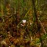 Fotografia 6 da espécie Pinguicula lusitanica do Jardim Botânico UTAD