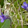 Fotografia 9 da espécie Pinguicula vulgaris do Jardim Botânico UTAD