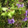 Fotografia 10 da espécie Pinguicula vulgaris do Jardim Botânico UTAD