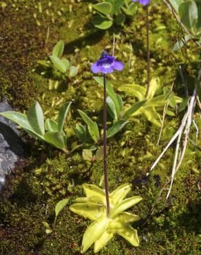 Fotografia 11 da espécie Pinguicula vulgaris no Jardim Botânico UTAD