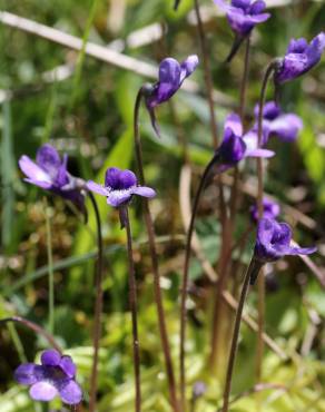 Fotografia 12 da espécie Pinguicula vulgaris no Jardim Botânico UTAD