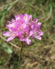 Fotografia da espécie Armeria maritima