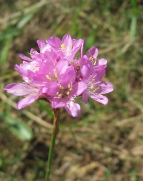 Fotografia 1 da espécie Armeria maritima no Jardim Botânico UTAD