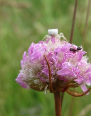 Fotografia 6 da espécie Armeria maritima no Jardim Botânico UTAD