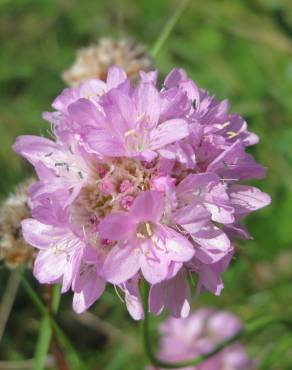 Fotografia 8 da espécie Armeria maritima no Jardim Botânico UTAD