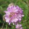 Fotografia 8 da espécie Armeria maritima do Jardim Botânico UTAD