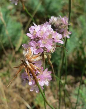 Fotografia 10 da espécie Armeria maritima no Jardim Botânico UTAD