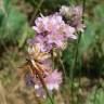 Fotografia 10 da espécie Armeria maritima do Jardim Botânico UTAD