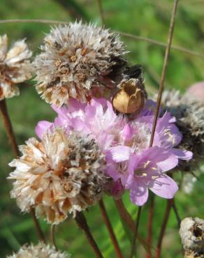 Fotografia 11 da espécie Armeria maritima no Jardim Botânico UTAD