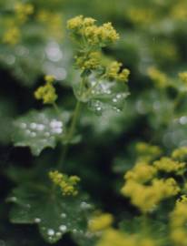 Fotografia da espécie Alchemilla mollis