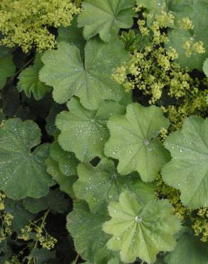 Fotografia 6 da espécie Alchemilla mollis no Jardim Botânico UTAD