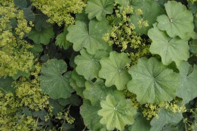 Fotografia da espécie Alchemilla mollis