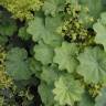 Fotografia 6 da espécie Alchemilla mollis do Jardim Botânico UTAD