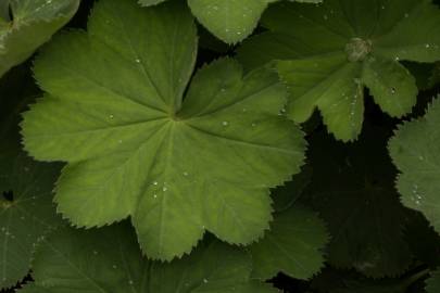 Fotografia da espécie Alchemilla mollis