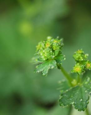 Fotografia 9 da espécie Alchemilla mollis no Jardim Botânico UTAD