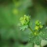 Fotografia 9 da espécie Alchemilla mollis do Jardim Botânico UTAD