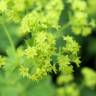 Fotografia 10 da espécie Alchemilla mollis do Jardim Botânico UTAD