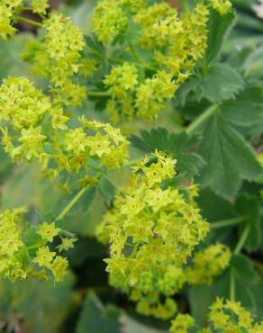 Fotografia 11 da espécie Alchemilla mollis no Jardim Botânico UTAD