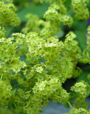 Fotografia 12 da espécie Alchemilla mollis no Jardim Botânico UTAD