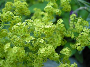 Fotografia da espécie Alchemilla mollis