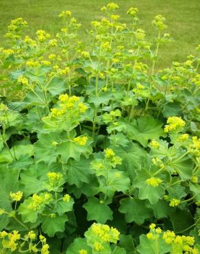 Fotografia 13 da espécie Alchemilla mollis no Jardim Botânico UTAD