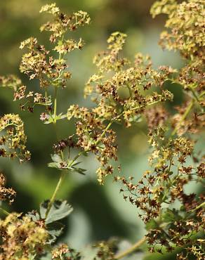 Fotografia 14 da espécie Alchemilla mollis no Jardim Botânico UTAD