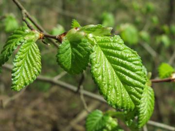 Fotografia da espécie Ulmus minor