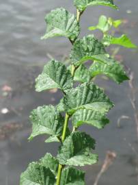 Fotografia da espécie Ulmus minor