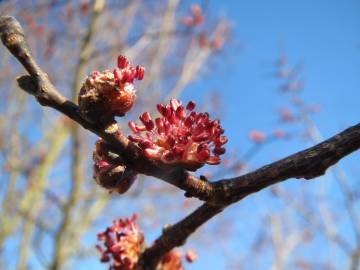 Fotografia da espécie Ulmus minor