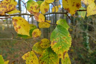 Fotografia da espécie Ulmus minor