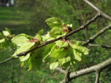 Fotografia da espécie Ulmus minor