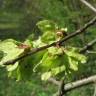 Fotografia 9 da espécie Ulmus minor do Jardim Botânico UTAD