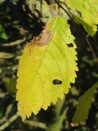 Fotografia da espécie Ulmus minor