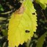 Fotografia 10 da espécie Ulmus minor do Jardim Botânico UTAD