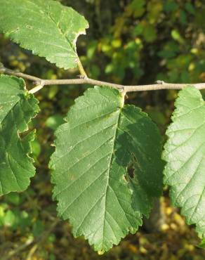 Fotografia 11 da espécie Ulmus minor no Jardim Botânico UTAD