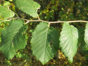 Fotografia da espécie Ulmus minor