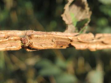 Fotografia da espécie Ulmus minor