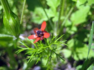 Fotografia da espécie Adonis microcarpa