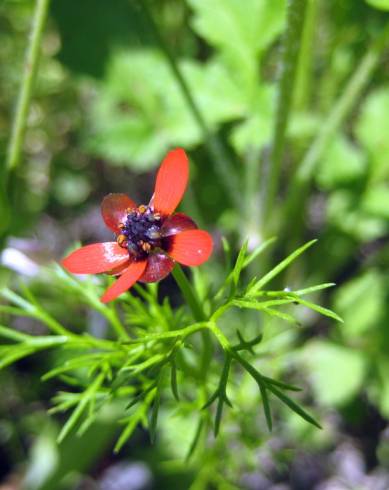 Fotografia de capa Adonis microcarpa - do Jardim Botânico