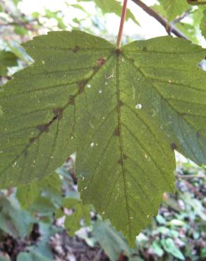 Fotografia 8 da espécie Acer pseudoplatanus no Jardim Botânico UTAD
