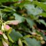 Fotografia 9 da espécie Acer pseudoplatanus do Jardim Botânico UTAD