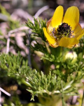 Fotografia 3 da espécie Adonis microcarpa no Jardim Botânico UTAD